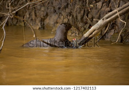 Brazilian Pantanal: Giant otter