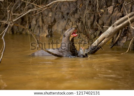 Brazilian Pantanal: Giant otter