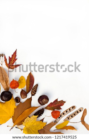 autumn leaves fruit plant seeds chestnut acorn linden physalia acacia concept set of leaves on white background