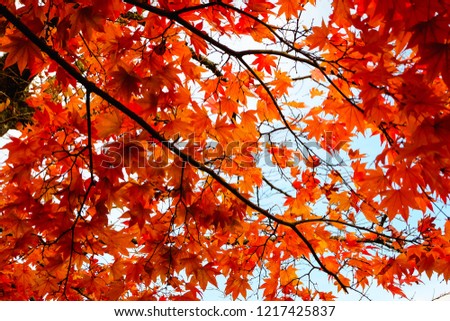 Colourful Autumn maple tree with sunshine