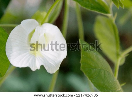 White Clitoria ternatea blooming in nature, commonly known as Asian pigeonwings, bluebellvine, blue pea, butterfly pea, cordofan pea and Darwin pea. Natural background