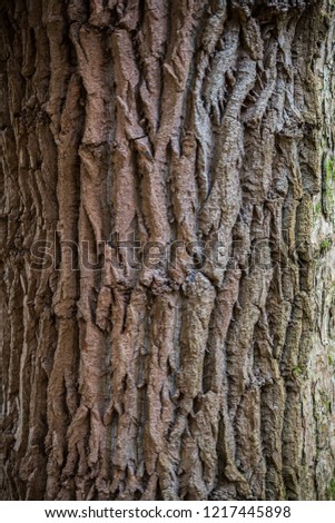Tree Bark for background