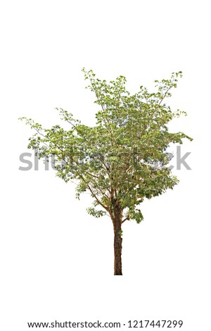tree isolated on white background with clipping path