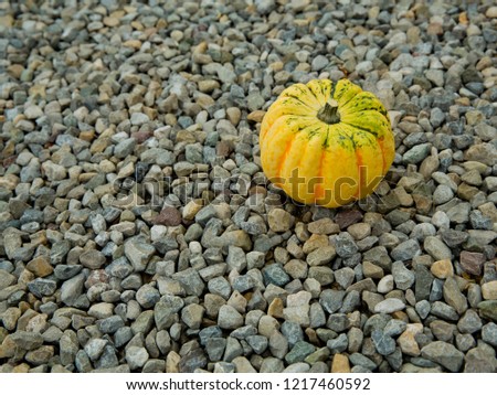 Tiger mini pumpkin on the rubble with copy space.