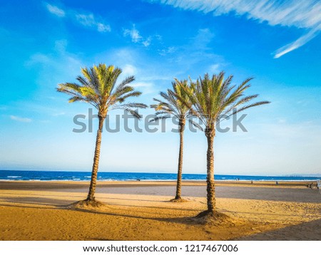A beautiful photo of palm trees and an intense blue sky by the Mediterranean Sea. The photo was taken on San Antonio beach in Cullera, which is a very touristic seaside town in Valencia, Spain, Europe