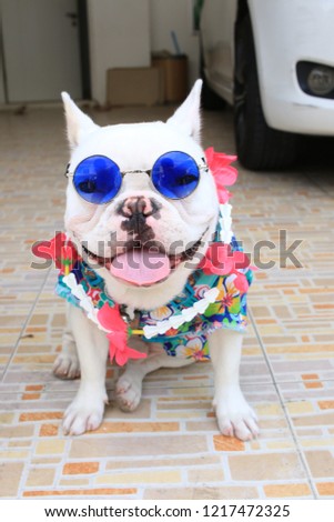French bulldog wearing blue glasses with  songkran festival costume.