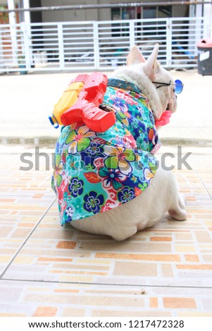 French bulldog wearing blue glasses with  songkran festival costume.