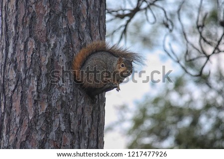 cute funny squirrel sitting on a small branch on the side of a pine tree looking left 