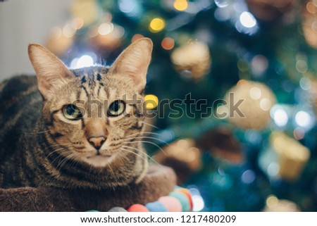 A beautiful bokeh colorful blur background photo of American bobtails cat on Christmas night with shining light.