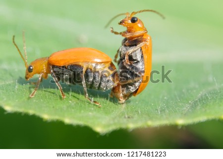 Bug yellow mating