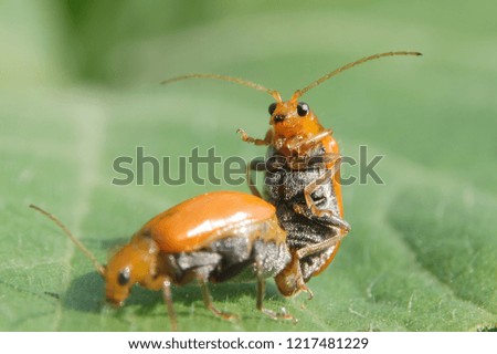 Bug yellow mating