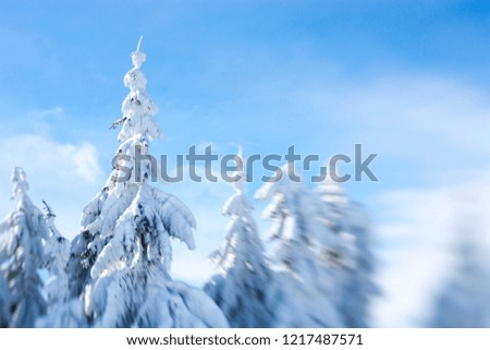 Snow-covered tree on a sky background .