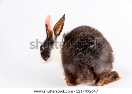 A cute African Rabbit with white and black patch on a white background