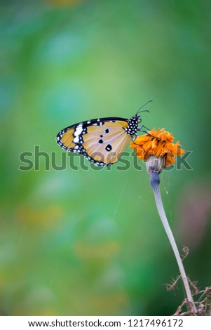 Plain Tiger  butterfly sitting on the flower plant with a nice soft background in its natural habitat