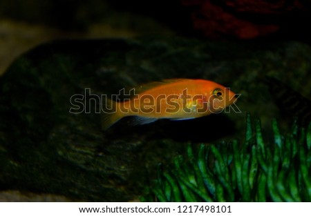 aquarium fish from Cichlid family