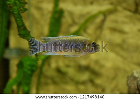 aquarium fish from Cichlid family