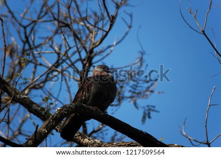 Wild Rock Pigeon (columba guinea), Limpopo, South Africa