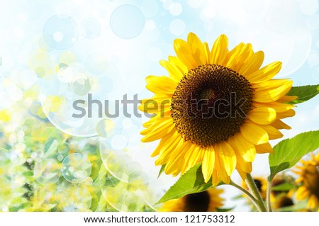 beautiful sunflower with bokeh