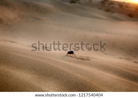 Black beetles (Darkling beetles, Blaps gigas) roam sands of Great Indian Desert (Thar), leave chain of tracks. True image of the desert. Sunset Sands. Art photo