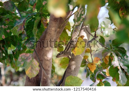 Indian palm squirrel (Funambulus palmarium) climbing a tree. India