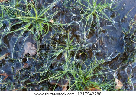 green grass in the ice outside