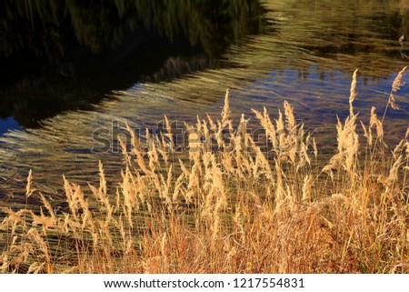 Long floating leaves of reed water plant floating on picture lake, Washington-USA 