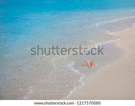 Starfish on the beach. Sunny day. Ocean. Maldives