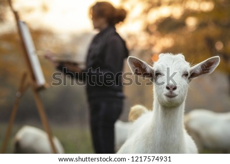 young female painter drawing picture at easel on nature surrounded by grazing goats with funny muzzle foreground,, the girl is inspired by rural atmosphere at sunset among farm animals