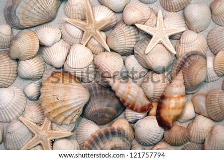 seashells scattering