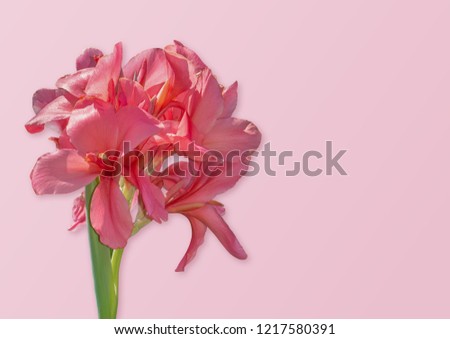 Pink canna lily flowers on pink pastel background