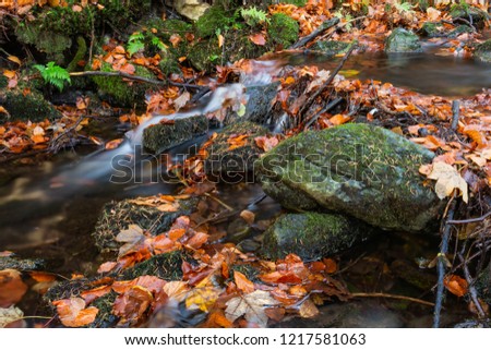 Magical forest waters with wide angle long exposure capture, also available in autumn