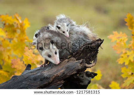Opossum (Didelphimorphia) With Joeys On Log in Autumn - captive animals