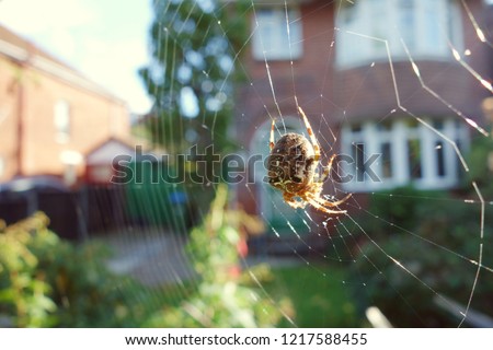 Closeup brown orb spider on wide cobweb in front garden, one side of frame. Sun light shines on spider body & some webs. Space to add text on blurry web, green bush tree, driveway, house in background Royalty-Free Stock Photo #1217588455