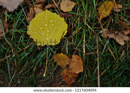 Photo of autumn leaf laying in grass with drops of water.