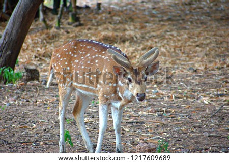 Deer at Nehru National Park
