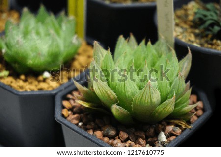 Close up Haworthia in pot ,succulent plant       
