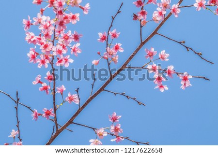 view of beautiful pink flower wild himalayan cherry blossom view blooming with blue sky background, Wat Chan Royal Project, Kalayaniwattana, Chiang Mai, Thailand.