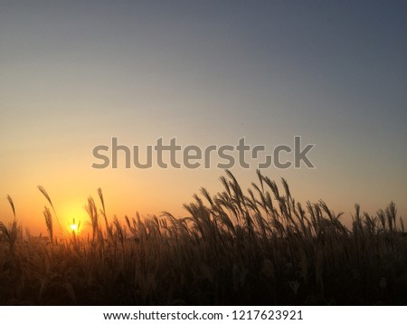 Silver grass with sunset in autumn