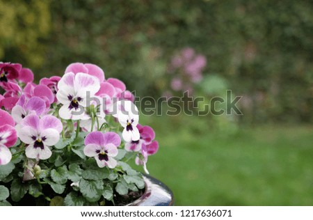 closeup of Violets or colorful pansies in green garden. Beautiful little petals in colors pink, white and purple. Natural blurred background with text space. 