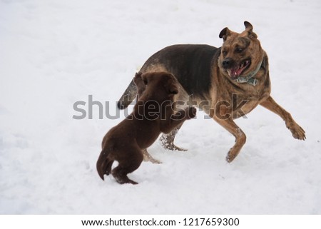small furry brown puppy joyfully playing in the snow with a large brown and black dog