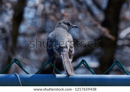 Northern Mockingbird on a fence.