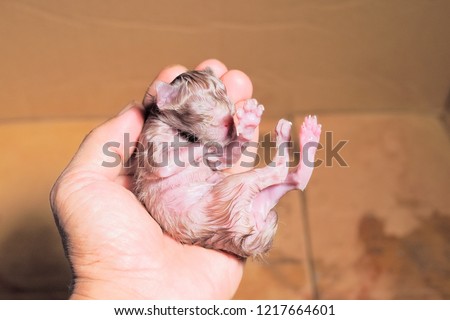 new born baby kittens in hand, real time image while helping mom cat giving her baby in few minutes.
