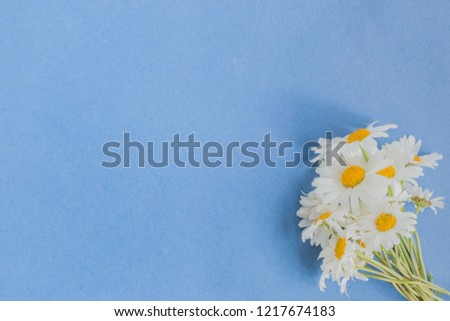 White camomiles on a blue background empty space for your text, flat lay