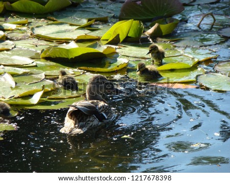 Cute ducklings (duck babies) following mother in a lake,symbolic figurative harmonic peaceful animal family portrait following team grouping together group trust safety harmony               