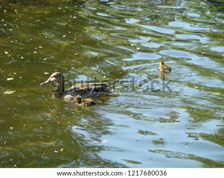    Duck with duckling swiming