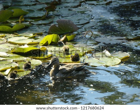 Duck and ducklings on water              