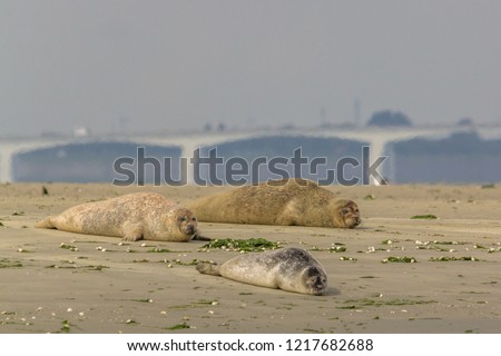 Group of seals enjoying the sun on a sandbank in nature reserve the Oosterschelde in the Netherlands. The zeeland bridge is visible in the background