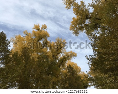 Sky high view of mature, tall vibrant autumn trees in city park