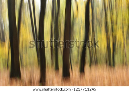 Autumn Forest in October