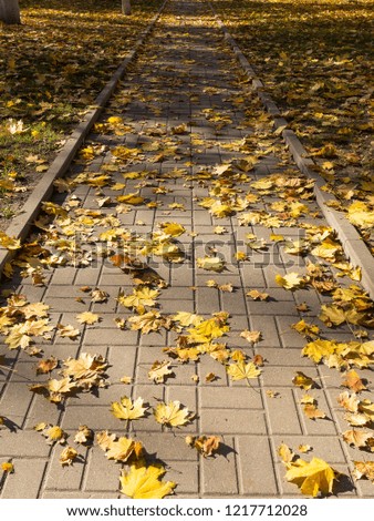 Creative background of yellow leaves on the sidewalk in perspective. Authentic bright autumn background for any of your projects.